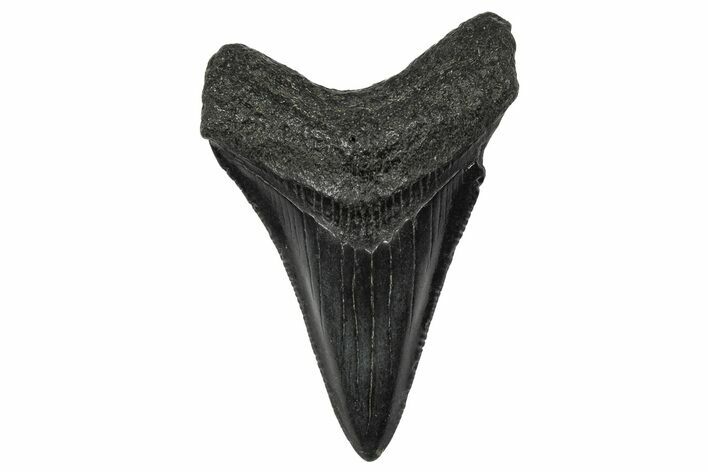Serrated, Juvenile Megalodon Tooth - South Carolina #340550